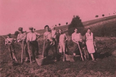 Wykopki ziemniaków ok. 1944 r.