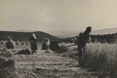 Żniwa ok 1955 r.