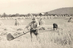 Żniwa ok 1955 r.