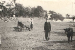 Pasienie krów